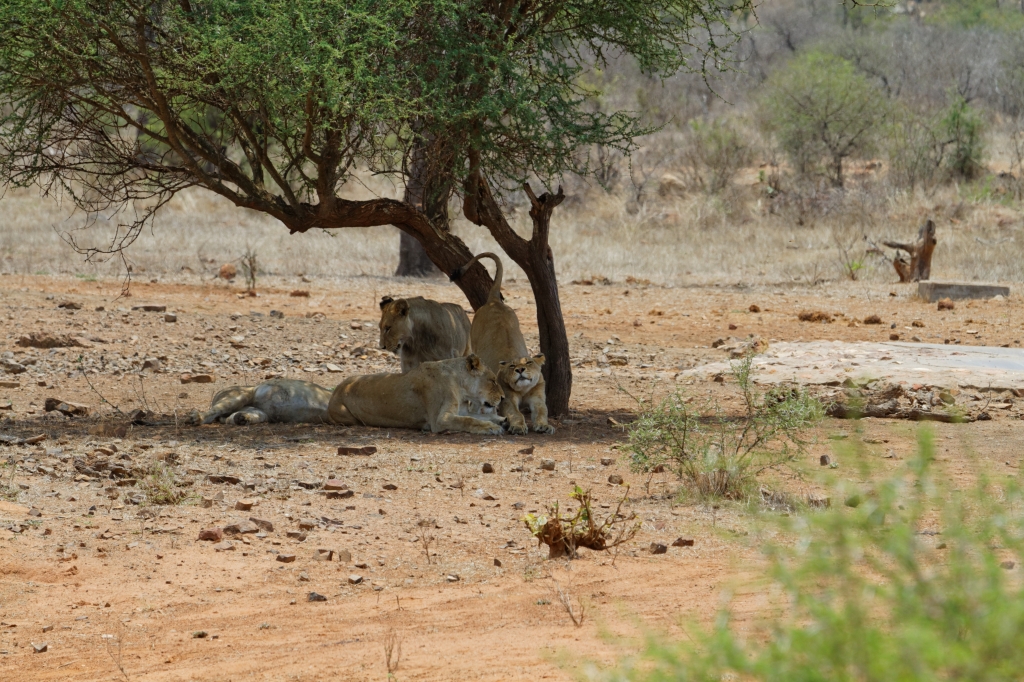 08 - Kruger NP (39).jpg